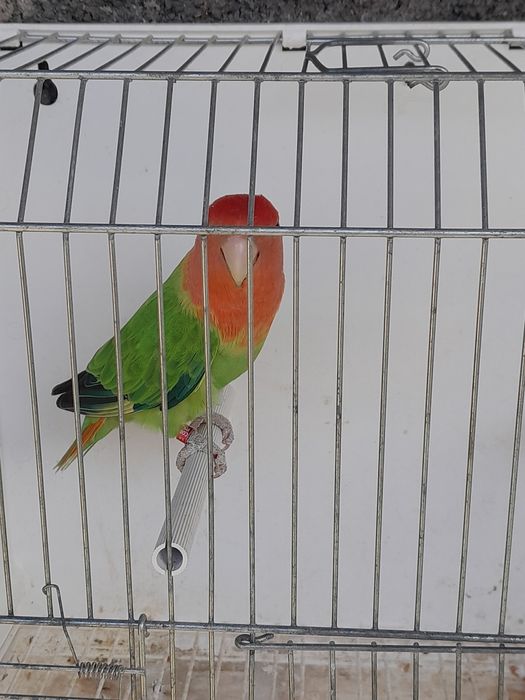 Agapornis longfeather