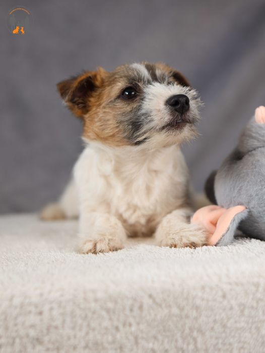 Jack Russell Terrier ZKwP FCI suczka rezerwacja
