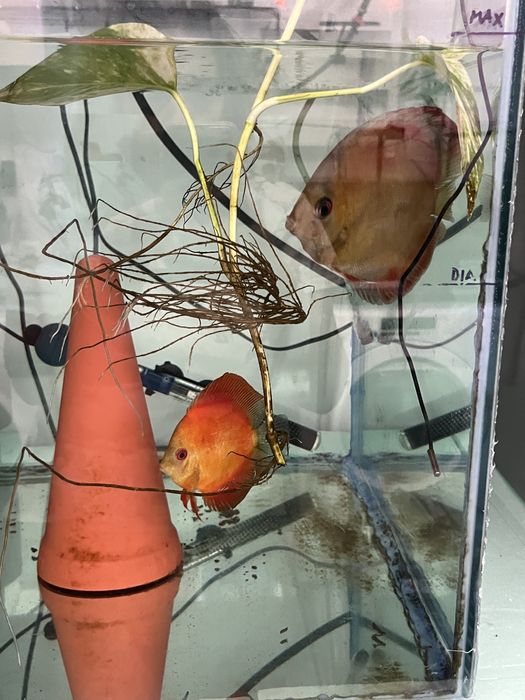 Casais Discus