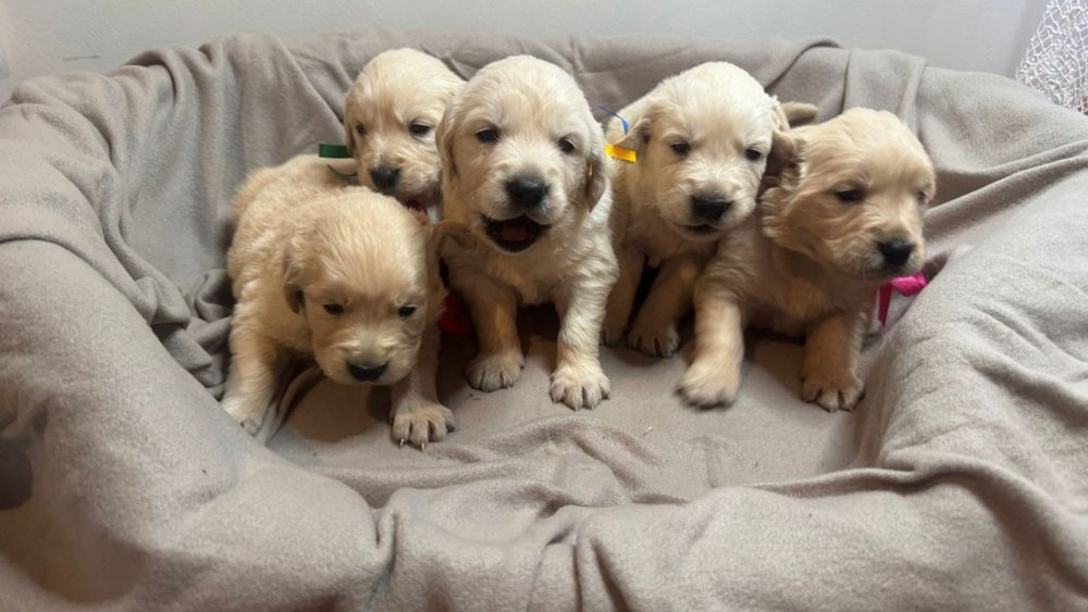 Śliczne szczeniaczki Golden Retriever złote i biszkoptowe