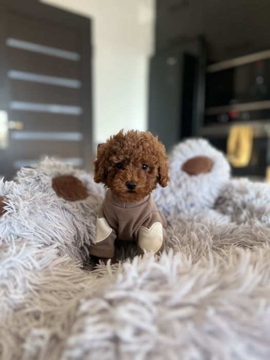 Pudel toy chłopiec gotowy do odbioru