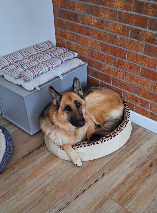 Zaginęła Malina - NAGRODA!