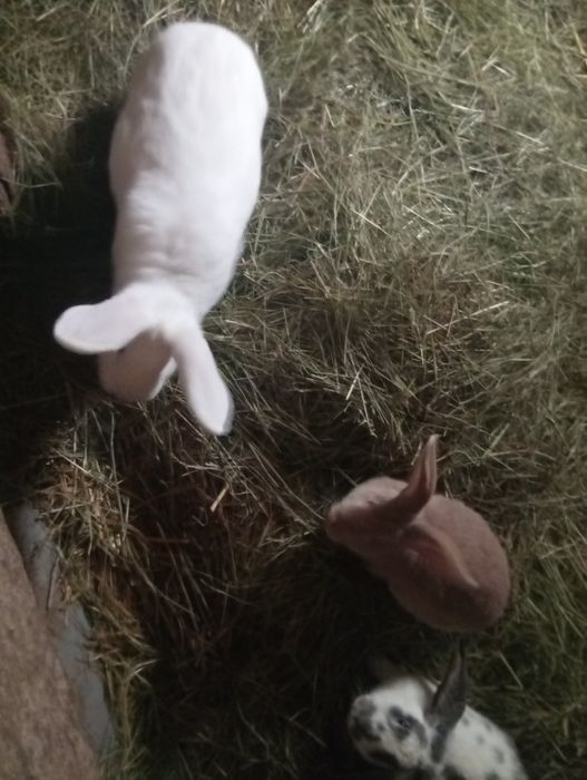 Młode kroliki mieszance