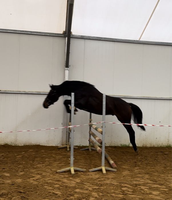 Walach hannowerski po Stakkato