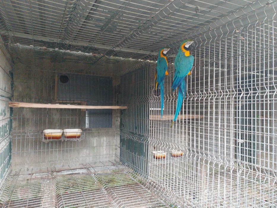 Araras Araraunas e Macau