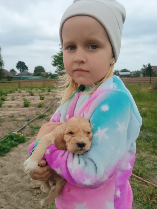 Спаніелі щенята