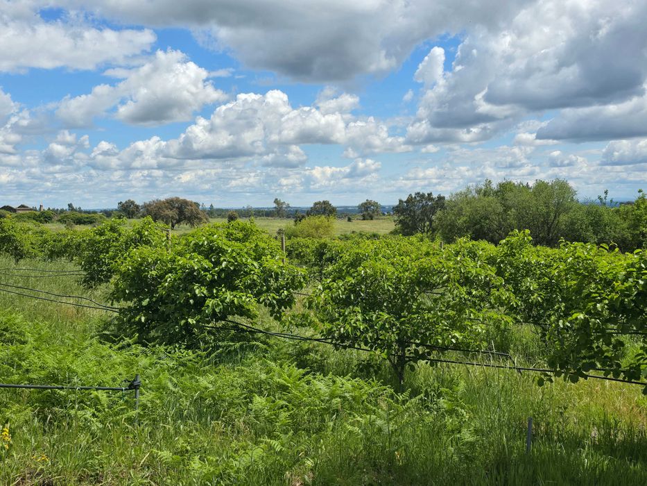 Vista sobre a lagoa / Terreno de 5 Ha / Com Ribeiro / Construtível