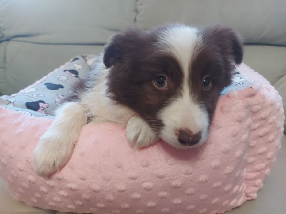 Border Collie  prześliczna suczka czekoladowa z rodowodem i badaniami
