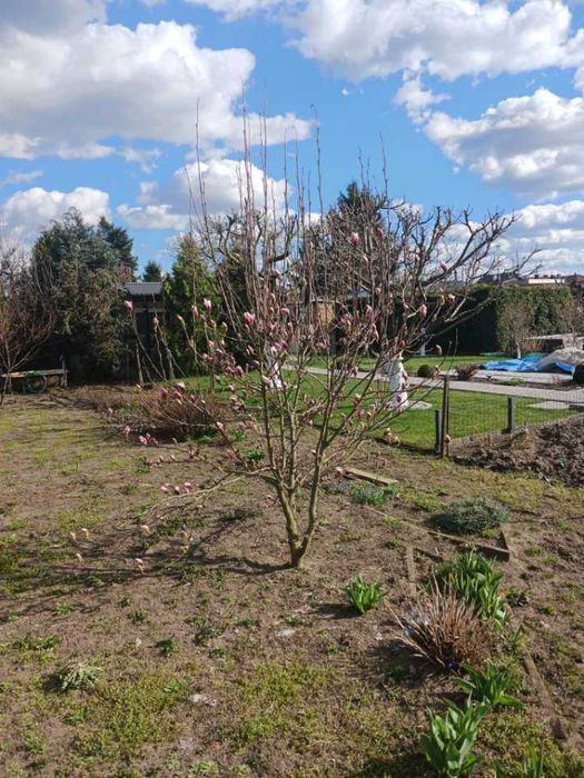 Działka ROD Leszno, Leszczynko