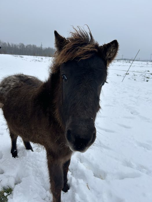Sprzedam kucyka ogierka