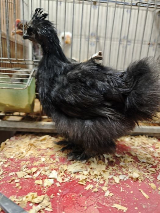 Pintinhos Sedosa do Japão