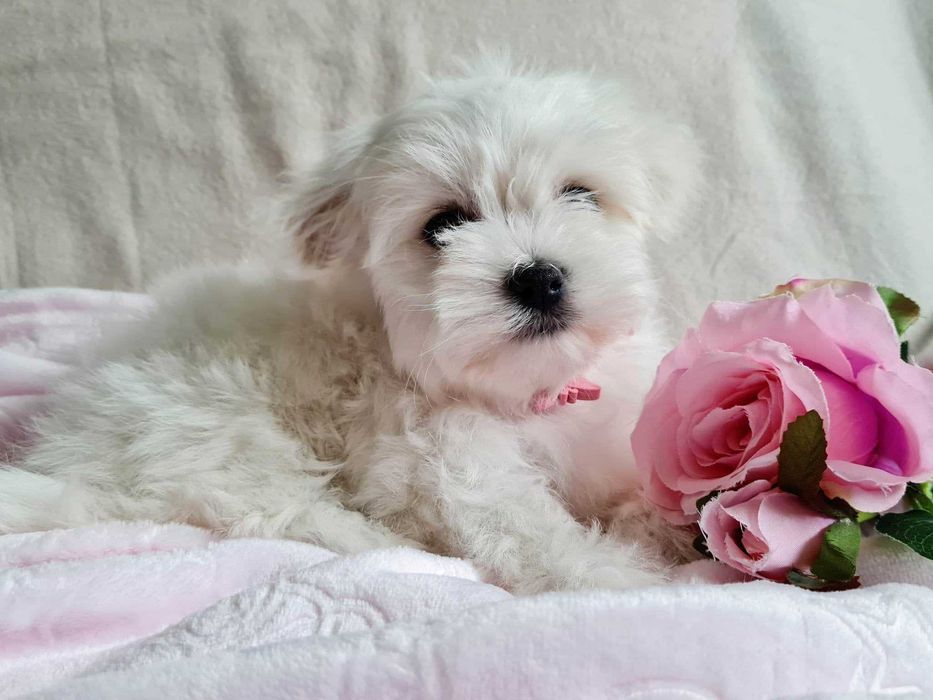 Suczka maltańczyk 10 tygodni. Piękna-czysto-biała.