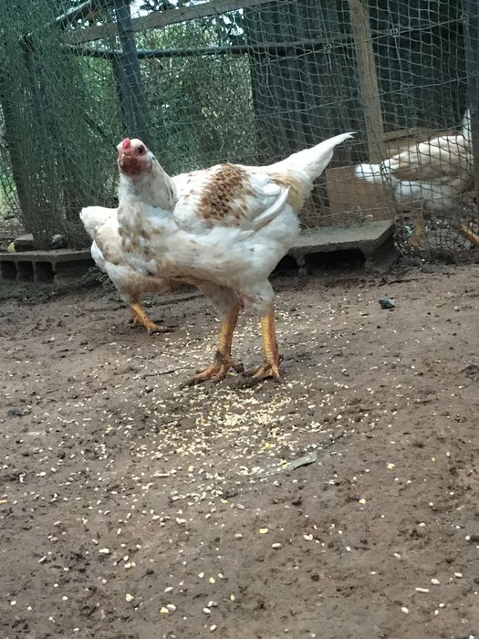 Frangos e galos cornish