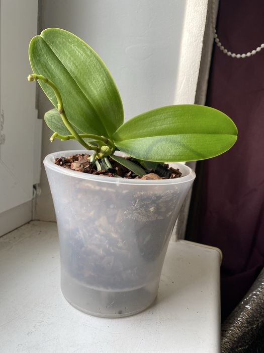 Орхідея Phalaenopsis Soft Cloud