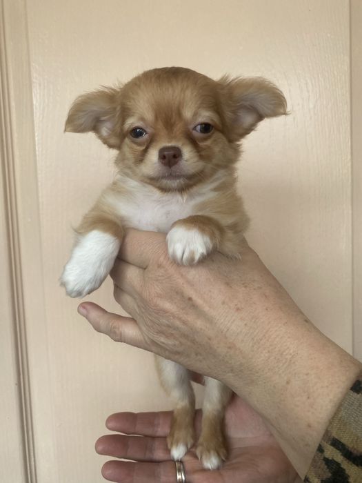 Дівчинка чихуахуа