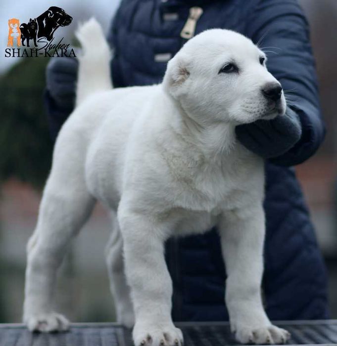 Шикарний білий хлопчик САВ