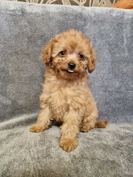 Хлопчики той пуделя