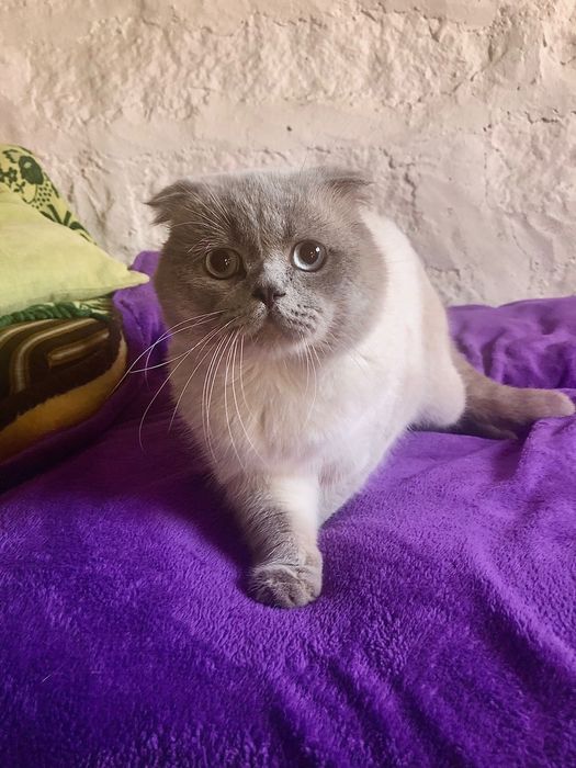 Scottish Fold Lilac