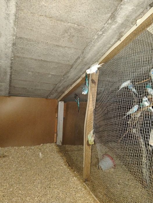 Vendo vários periquitos