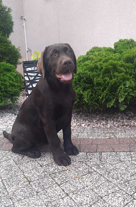 Labrador Retriever - czekoladowa suczka ZKwP/FCI