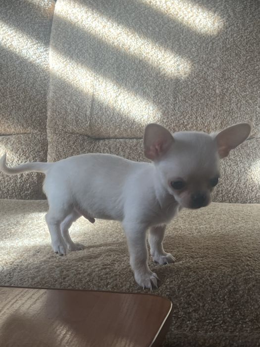 Міні хлопчик чихуахуа