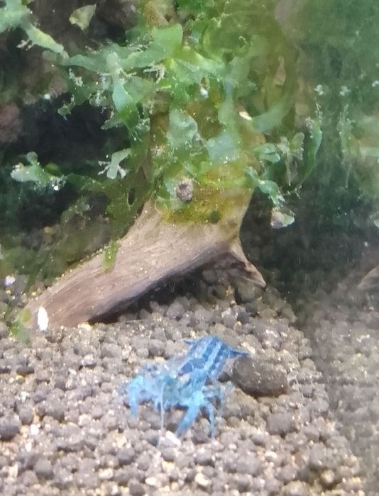 Texanus RACZKI /krewetki