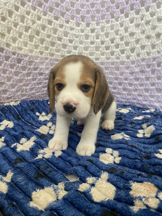 Цуценята бігля з документами КСУ