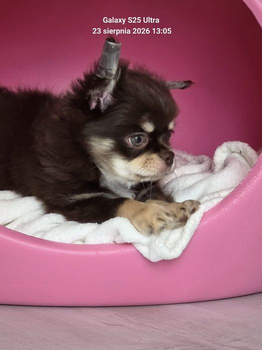 Chihuahua piesek długowłosy