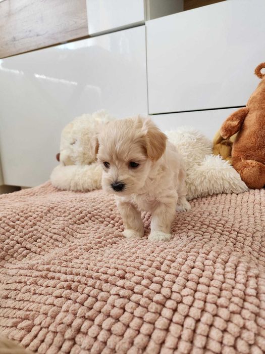 Piękna suczka maltipoo