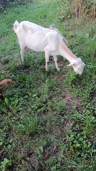 Продам англо-нубійські кози і козлики.