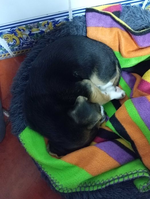 Pet Sitter e Dog Walking ( Torres vedras)64595424749443121