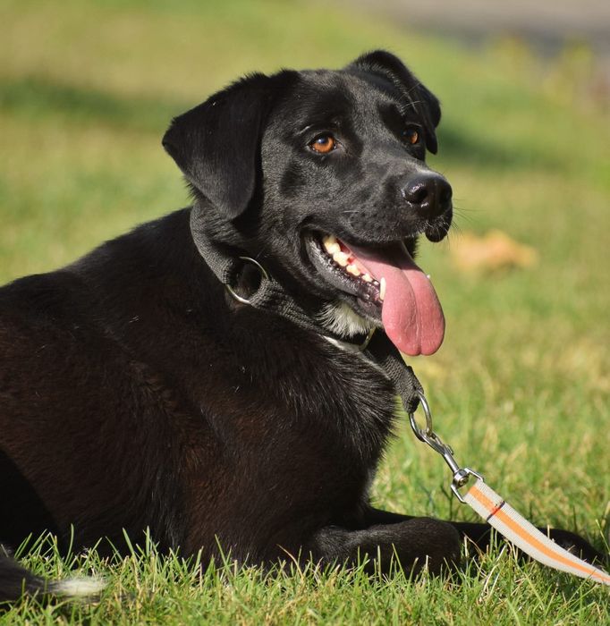 Duży, czarny i wiecznie pomijany Herlings szuka domu! Pies Labrador do adopcji