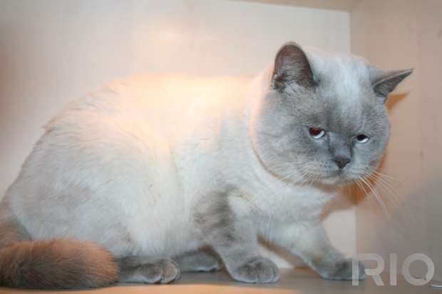 Вязка кота Scottish straight lilac point c-33