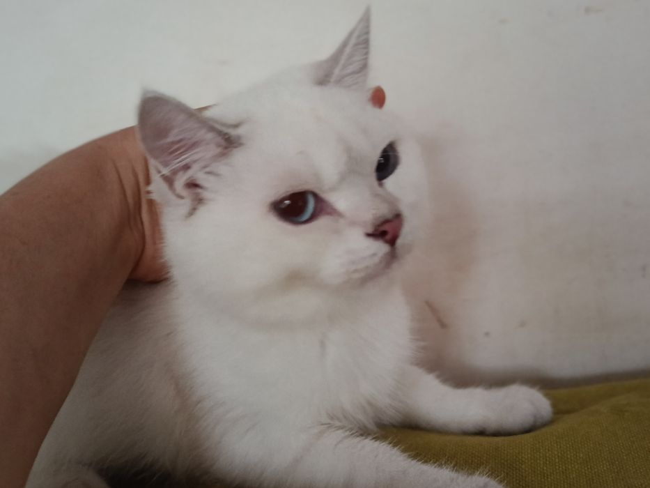 Котик кошеня шиншила колор пойнт синьоокий