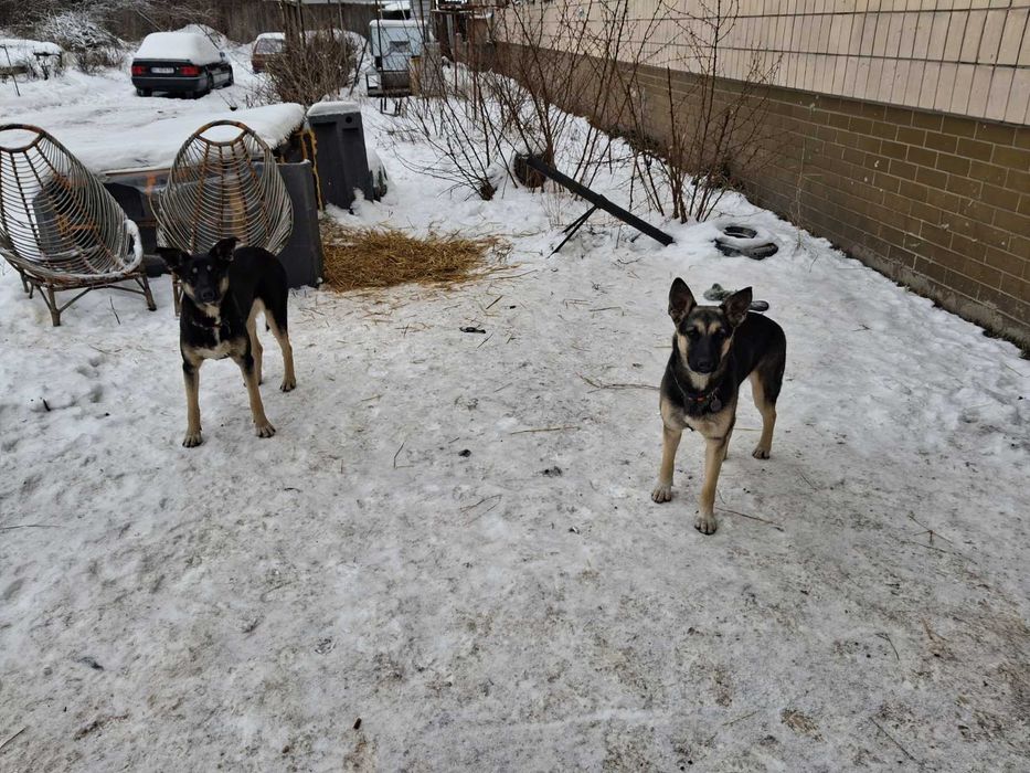 Собачки у добрі руки