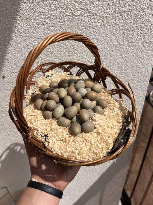 Witam, sprzedam jaja lęgowo/konsumpcyjne przepiórek chińskich