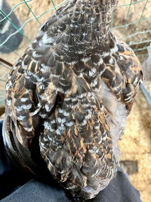 BRAHMA MIL FLORES ( OVOS )