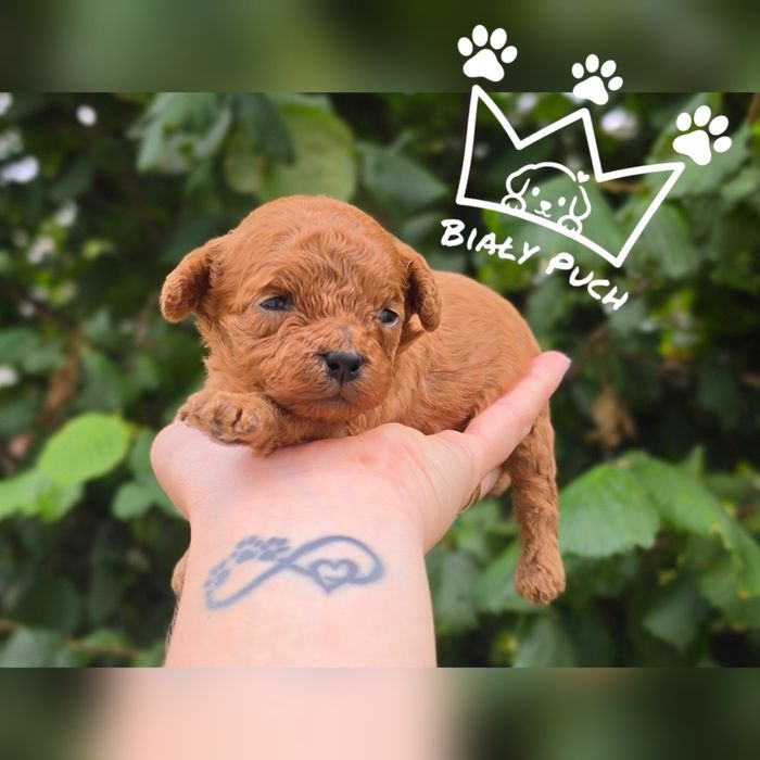 Cavapoo cavadoodle red brown mini badania paszport wyprawka