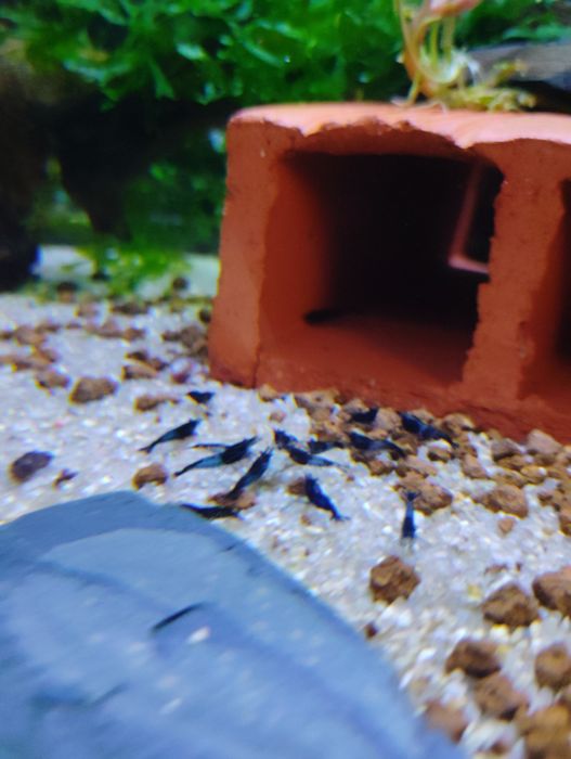 Neocaridina Blue