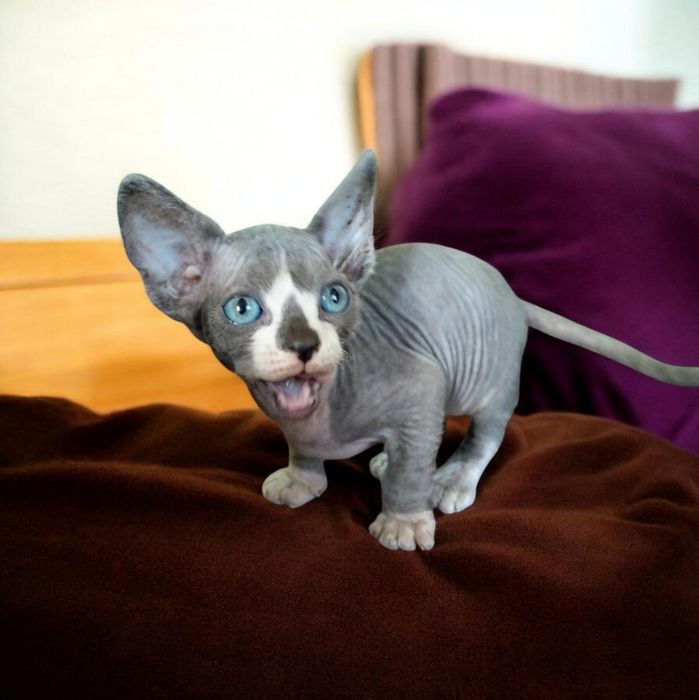 Уникальный малыш Канадик