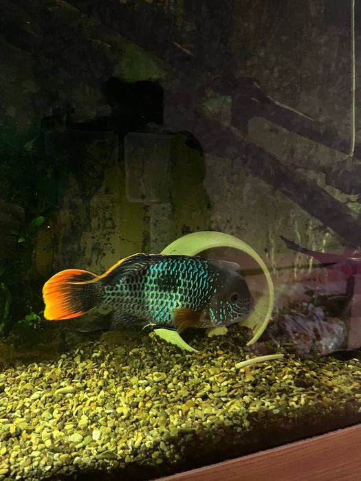 Продам рыб Акара, Астрононус