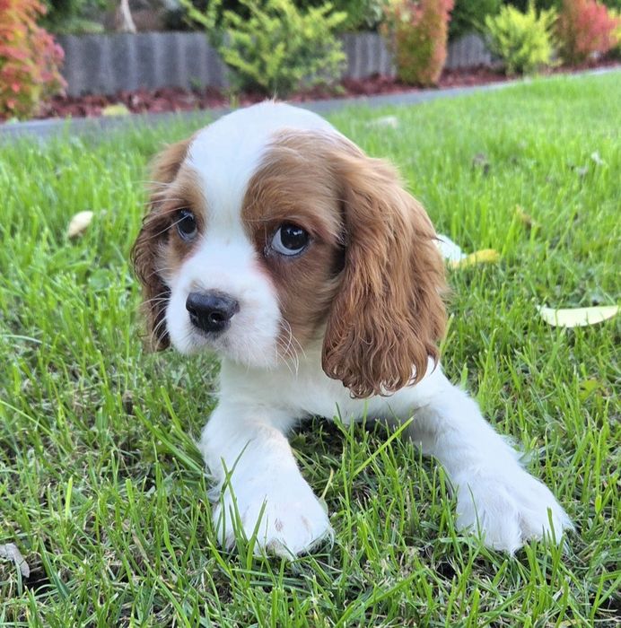 Cavalier King Charles Spaniel Samczyk