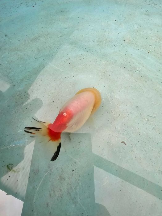 Kinguio oranda ranchu