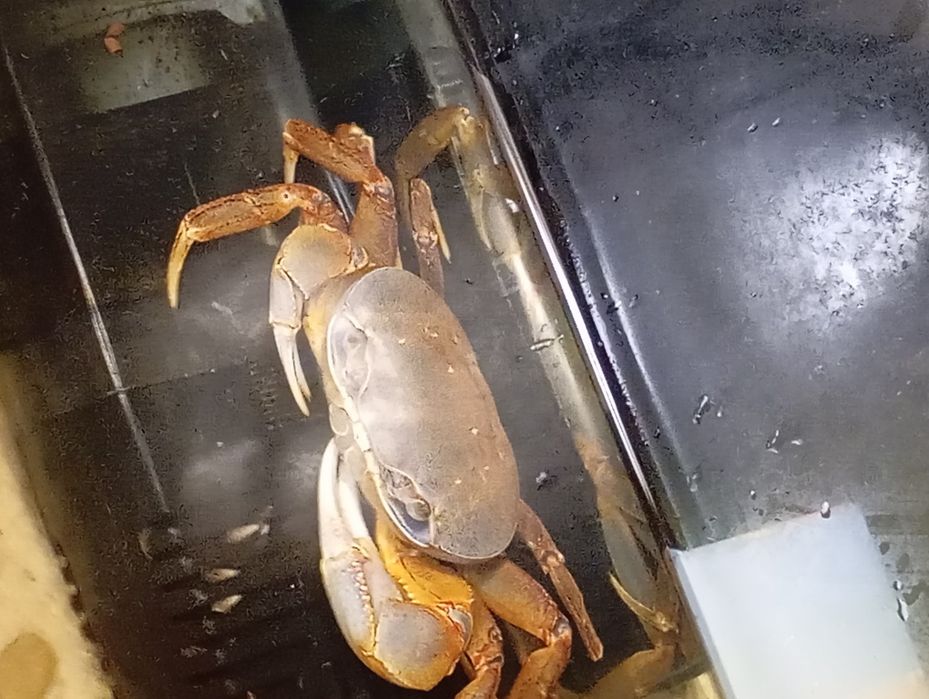 Krab tęczowy sprzedaż