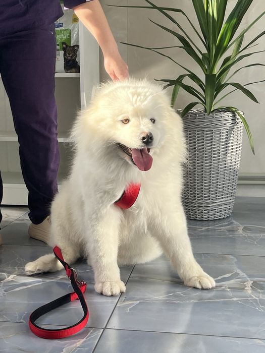 Грумінг для всіх порід собак і котів!