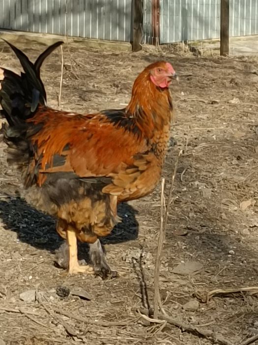 Koguty brahma polecam.