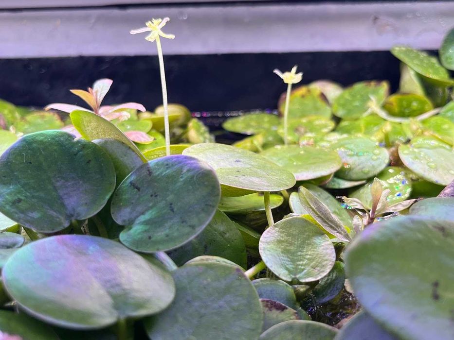Amazon Frogbit Limnobium laevigatum Planta Superfície Aquário