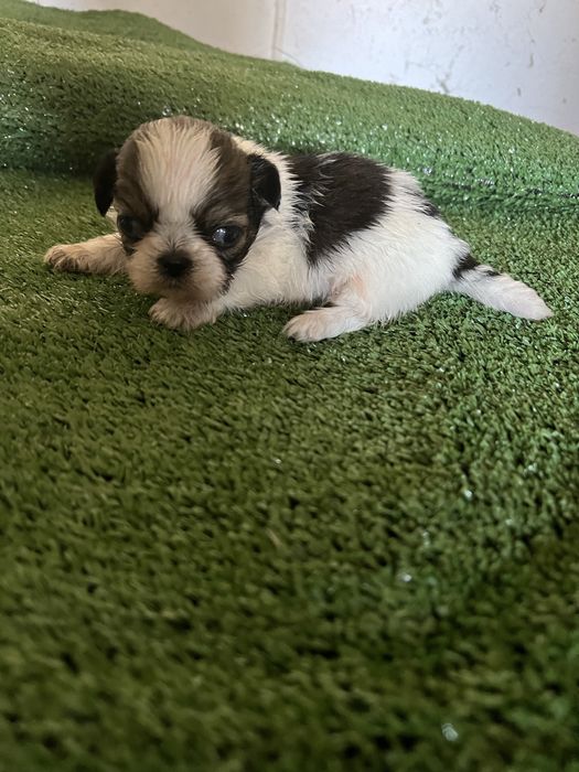 Shi-tzu excelente  macho pequenino