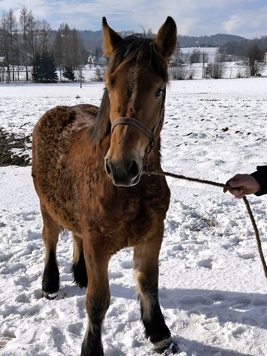 Witam sprzedam Zrębice PKZ