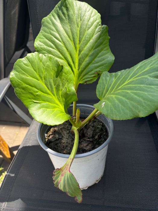 Hosta/Funki sadzonki